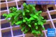 Sinularia flexibilis full neon green Australia 5-8 cm WYSIWYG acclimaté