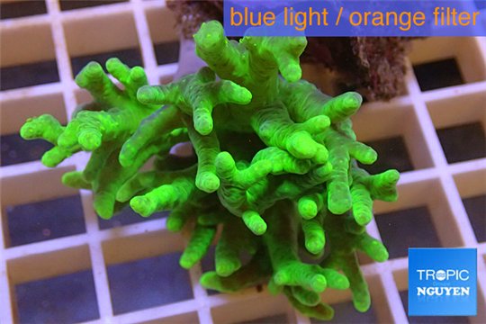 Sinularia flexibilis full neon green Australia 5-8 cm WYSIWYG acclimaté