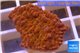 Montipora red purple polyps 2-4 cm WYSIWYG acclimaté