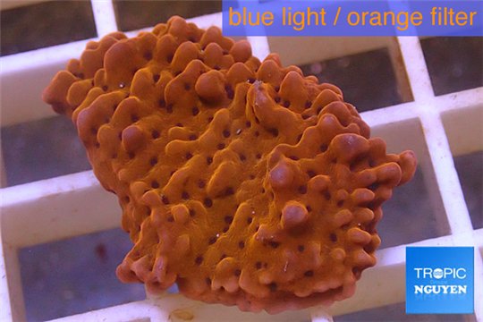 Montipora red purple polyps 2-4 cm WYSIWYG acclimaté