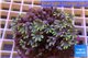 Clavularia papaya purple green 8-10 cm WYSIWYG acclimaté