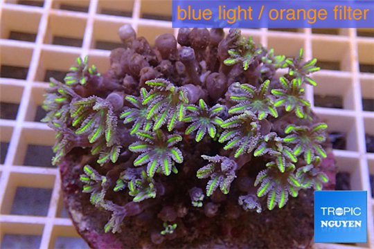 Clavularia papaya purple green 8-10 cm WYSIWYG acclimaté
