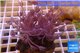 Xenia long polyps 5-8 cm WYSIWYG acclimaté