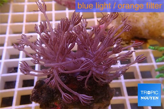 Xenia long polyps 5-8 cm WYSIWYG acclimaté