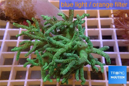 Sinularia flexibilis full neon green Australia 7-12 cm WYSIWYG acclimaté