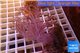Xenia long polyps 4-7 cm WYSIWYG acclimaté