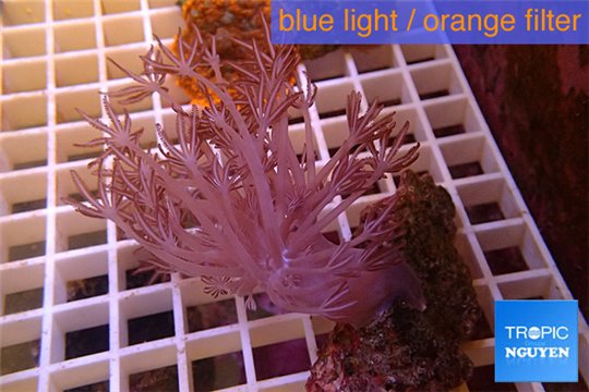 Xenia long polyps 4-7 cm WYSIWYG acclimaté
