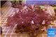 Xenia long polyps 8-14 cm WYSIWYG acclimaté
