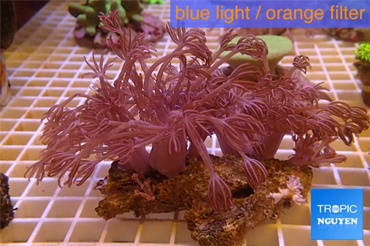 Xenia long polyps 8-14 cm WYSIWYG acclimaté