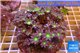 Clavularia papaya purple green 8-10 cm WYSIWYG acclimaté