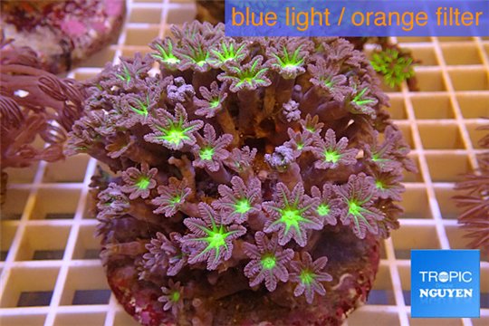 Clavularia papaya purple green 8-10 cm WYSIWYG acclimaté