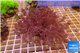 Xenia long polyps 8-14 cm WYSIWYG acclimaté