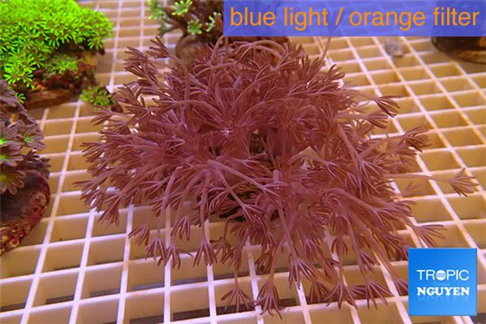 Xenia long polyps 8-14 cm WYSIWYG acclimaté