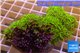 Pachyclavularia neon green 8-12 cm WYSIWYG acclimaté
