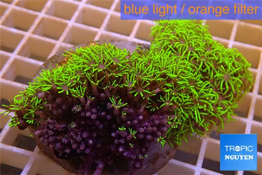 Pachyclavularia neon green 8-12 cm WYSIWYG acclimaté