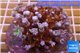 Clavularia papaya purple green 8-10 cm WYSIWYG acclimaté