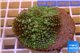 Rhodactis green big leaf 5-6 cm WYSIWYG acclimaté