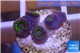 Zoanthus neon green magician blue 4 polyps WYSIWYG acclimaté
