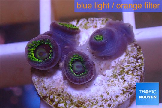 Zoanthus neon green magician blue 4 polyps WYSIWYG acclimaté