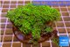 Pachyclavularia neon green 8-12 cm WYSIWYG acclimaté