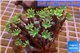 Clavularia papaya orange green 6-8 cm WYSIWYG acclimaté