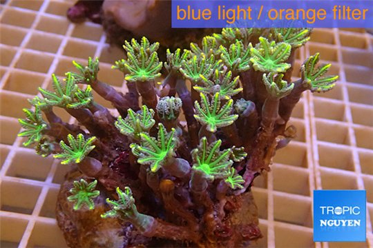 Clavularia papaya orange green 6-8 cm WYSIWYG acclimaté