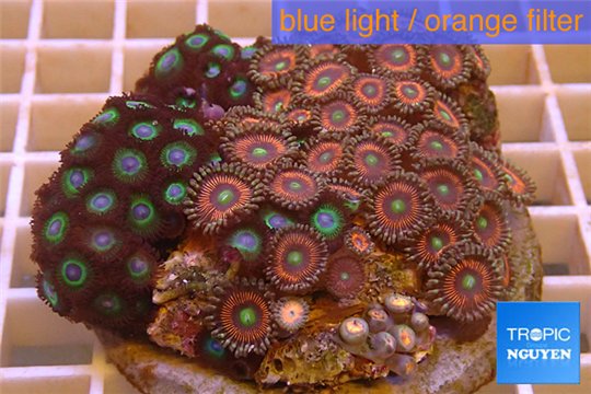 Zoanthus red magician + Zoanthus blue 8-12 cm WYSIWYG acclimaté