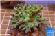 Sinularia greeny 8-12 cm WYSIWYG acclimaté