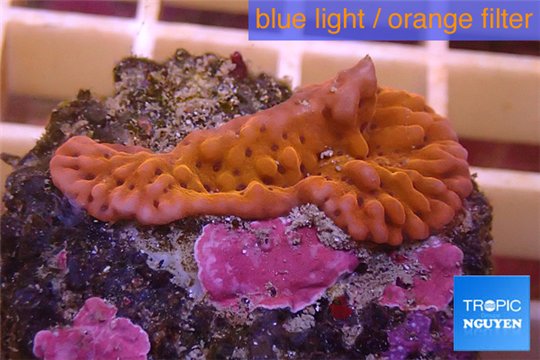 Montipora red purple polyps 2-3 cm WYSIWYG acclimaté