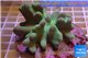 Lobophytum white polyps 7-12 cm WYSIWYG acclimaté
