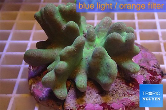 Lobophytum white polyps 7-12 cm WYSIWYG acclimaté