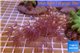 Xenia long polyps 5-8 cm WYSIWYG acclimaté