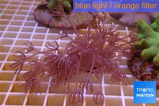 Xenia long polyps 5-8 cm WYSIWYG acclimaté