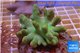 Lobophytum white polyps 7-12 cm WYSIWYG acclimaté