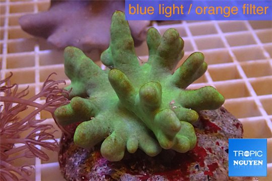 Lobophytum white polyps 7-12 cm WYSIWYG acclimaté