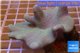 Sarcophyton full neon green polyps Australia 7-12 cm WYSIWYG acclimaté