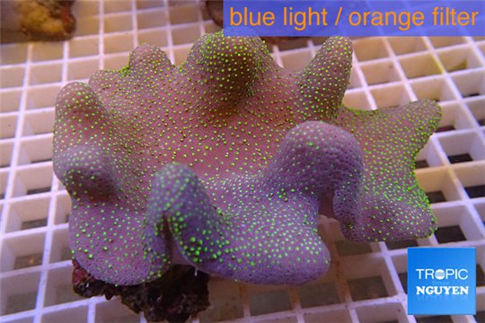 Sarcophyton full neon green polyps Australia 7-12 cm WYSIWYG acclimaté