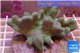 Lobophytum white polyps 6-9 cm WYSIWYG acclimaté