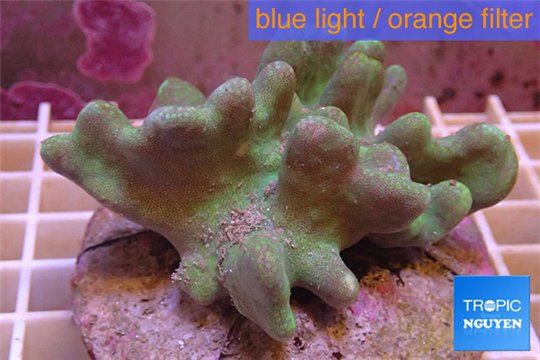 Lobophytum white polyps 6-9 cm WYSIWYG acclimaté