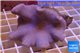 Sarcophyton full neon green polyps Australia 7-12 cm WYSIWYG acclimaté