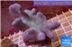 Sarcophyton full neon green polyps Australia 7-12 cm WYSIWYG acclimaté