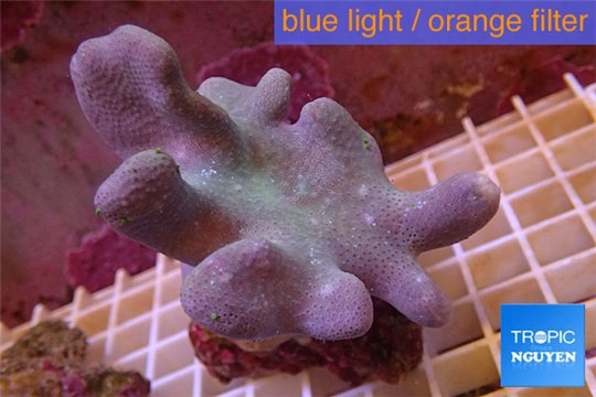 Sarcophyton full neon green polyps Australia 7-12 cm WYSIWYG acclimaté