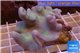 Sarcophyton full neon green polyps Australia 7-12 cm WYSIWYG acclimaté