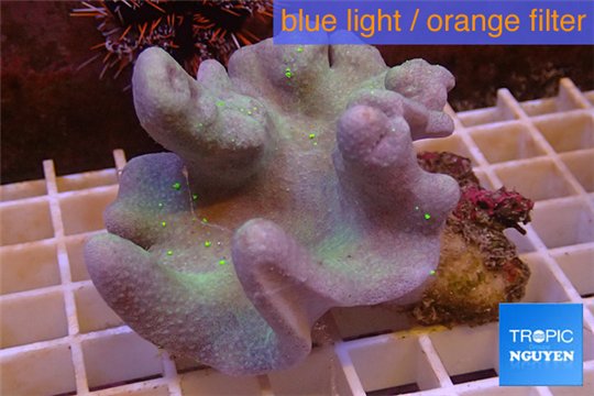 Sarcophyton full neon green polyps Australia 7-12 cm WYSIWYG acclimaté