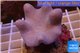 Sarcophyton full neon green polyps Australia 7-12 cm WYSIWYG acclimaté