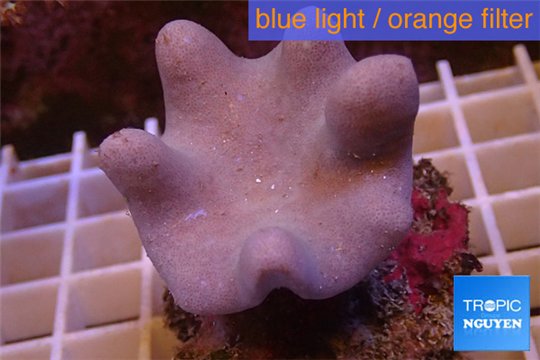 Sarcophyton full neon green polyps Australia 7-12 cm WYSIWYG acclimaté