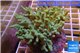 Sinularia green 8-12 cm WYSIWYG acclimaté