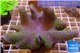 Sarcophyton full neon green polyps Australia 7-12 cm WYSIWYG acclimaté
