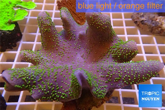 Sarcophyton full neon green polyps Australia 7-12 cm WYSIWYG acclimaté