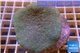 Sarcophyton long polyps 6-9 cm WYSIWYG acclimaté